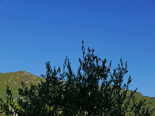 la chioma di un ulivo con lo sfondo della collina