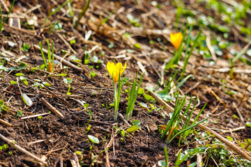 Vivid yellow lonely flower. Green grass is growing in the beginning of spring. New life cycle.