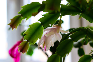 Green and purple plant on a window sill view