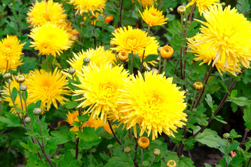 Yellow chrysanthemums in gardening nursery. Chrysanthemums wallpaper. Floral vibrant blooming background. Close up.