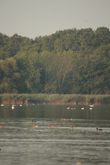 birds, lake