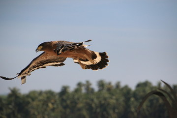Flying hawk Ngapali Beach (Myanmar)