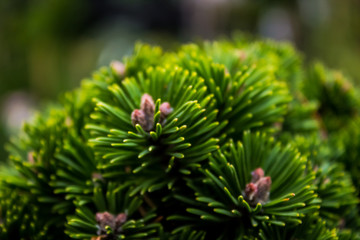 Fototapeta na wymiar Green needles of decorative species of spruce