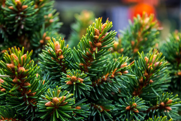 Green needles of decorative species of spruce