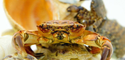 small red sea crab front view