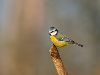 Obraz premium Beautiful nature scene with Eurasian blue tit (Cyanistes caeruleus). Wildlife shot of Eurasian blue tit (Cyanistes caeruleus) on branch. Eurasian blue tit (Cyanistes caeruleus) in the nature habitat.