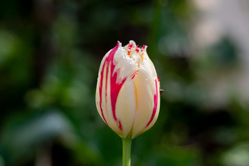 White tulip bud under the sunlight