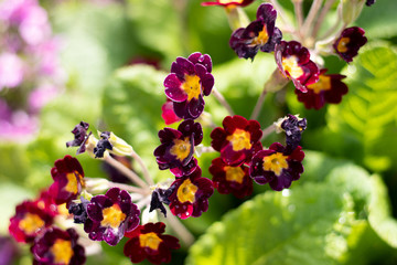 Red and purple palm of primroses in a garden