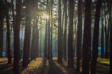 Pine grove in the autumn sun