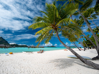 Fototapeta na wymiar BORA BORA, FRENCH POLYNESIA - SEPTEMBER 7, 2018 - Sandy beach, coconut tree and Otemanu mountain at Bora Bora island, Tahiti, French Polynesia