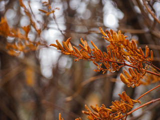 rain on autumn lilac