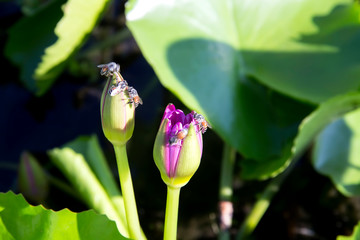A group of bees on pink lotus buds.