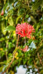 red flower in garden