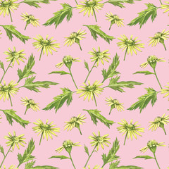 Fototapeta premium Chamomile or Daisy bouquets, yellow flowers. Realistic botanical sketch on white background for design, hand draw illustration in botanical style. Seamless patterns.