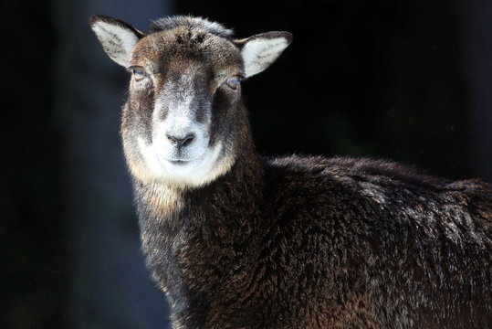Mufflonkuh.