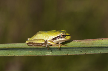Hyla meridionalis Mediterranean tree frog beautiful immature specimens of this small tree frog perched on Asphodelus leaves in a flooded area