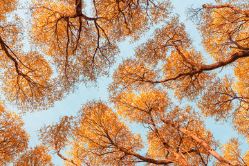 Bottom view of trees on sky background. Autumn forest.