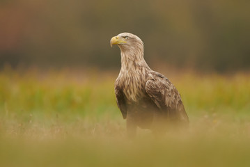 White tailed eagle (Haliaeetus albicilla)