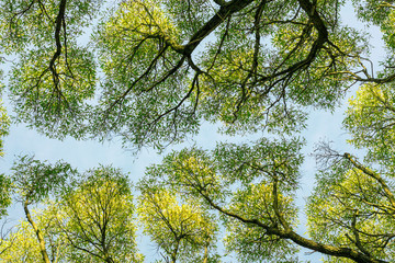 Tree tops. Shot from below