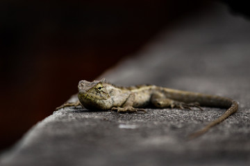 lizard on rock