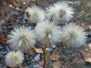 Seeds on a dry plant