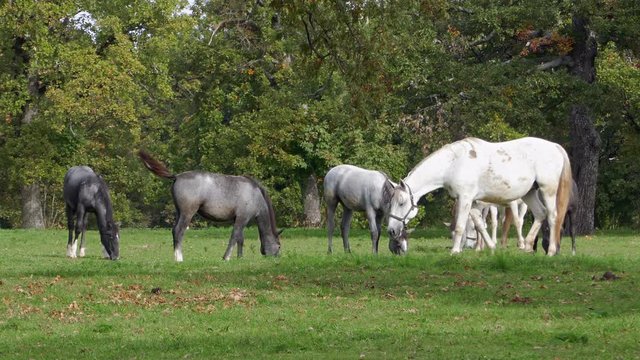 White lipizzaner horses grazing at green meadow at farm in clear autumn day. Lipica, Slovenia.