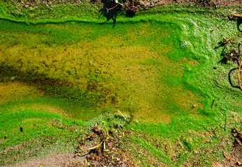 Polluted water in a river, reservoir, dead green algae due to lack of oxygen and a large spot of...