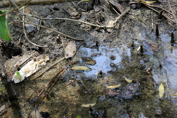 reflection in water
