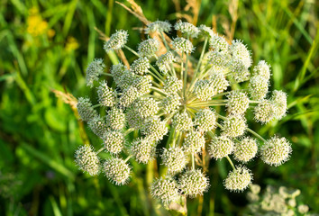 White wildflowers