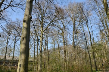 Fototapeta premium Deciduous trees forest in Leuven, Belgium