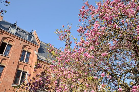 Pink tree and brick building in Leuven, Belgium