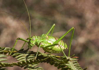 Steropleurus pseudolus Saddle Bush-cricket large grasshopper with no wings green endemic to the south of the Iberian Peninsula