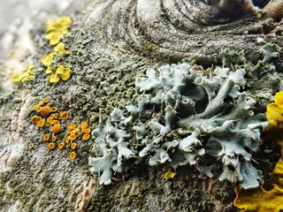 Obraz premium lichen on tree