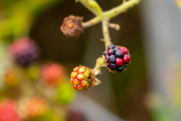 Reife und unreife Brombeere an einem Strauch