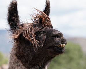 A very sweet llama in serious need of a haircut and a trip to the dentist. © Moment of Perception