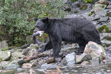 Alaska Black Bear