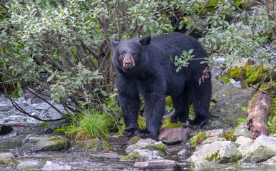 Alaska Black Bear Standing