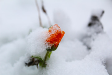  photo flower marigold in a snowdrift.Bud with petals of orange color.green stem with leaf visible.in autumn, white snow fell. the flowering plant is covered with ice snowflakes