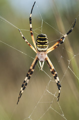 Argiope bruennichi Wasp Spider large spider and vivid colors frequent in places near streams