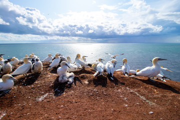 Basst&ouml;lpel auf Helgoland beim Fliegen und der Aufzucht des Nachwuchses