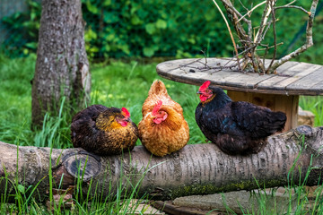 Animals in Ardennes, France