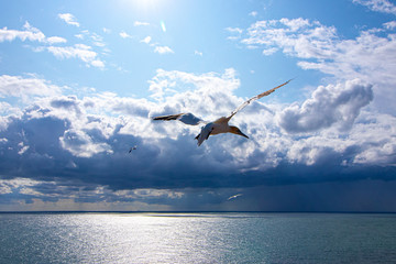 Basst&ouml;lpel auf Helgoland beim Fliegen und der Aufzucht des Nachwuchses