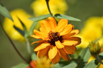 yellow flower