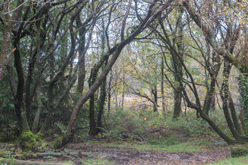 Undergrowth in Brittany during autumn