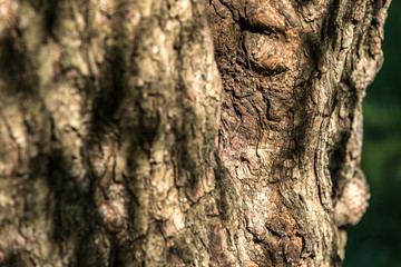 Old Wood bark macro backgrounds.