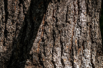 Old Wood bark macro backgrounds.