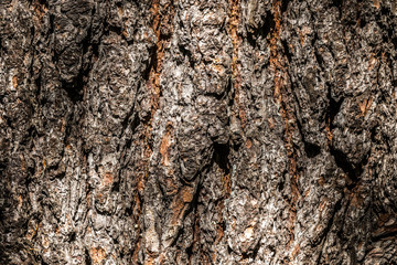 Old Wood bark macro backgrounds.
