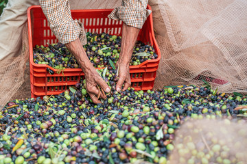 The seasonal harvest of olives in Puglia, south of italy