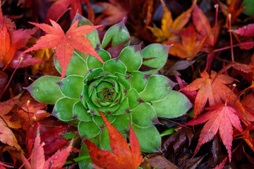 Garden closeup of fallen red maple leaves and green succulent plant