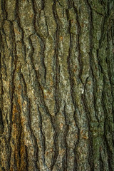 Old Wood bark macro backgrounds.
